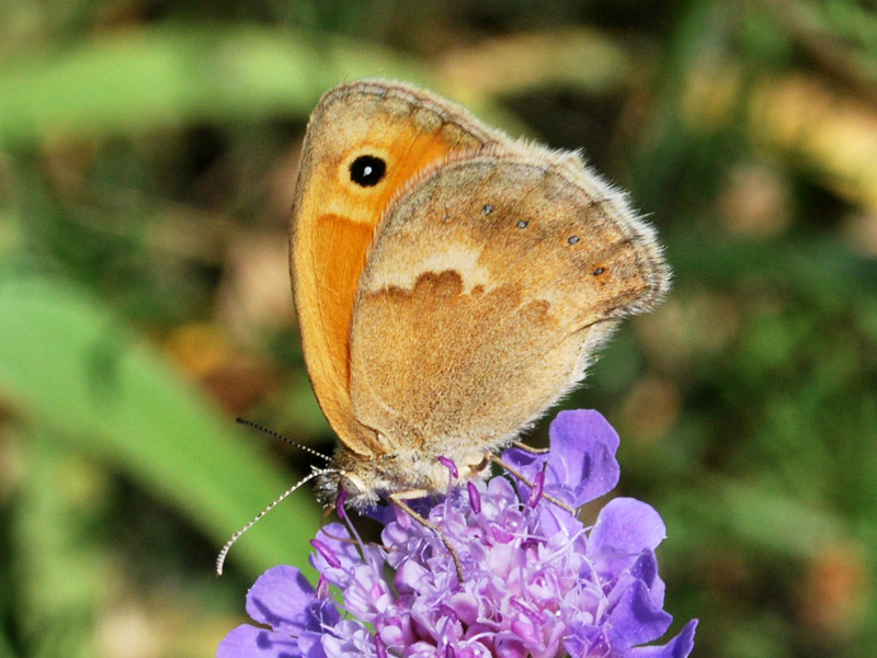 Ancora una Coenonympha pamphilus